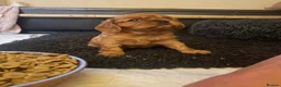 Cavalier King Charles Spaniel dogs for sale: King Charles cavalier babies  - Advert 20