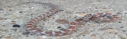 Corn Snake reptiles for sale: 2026 Corn Snake Hatchlings  - Advert 3