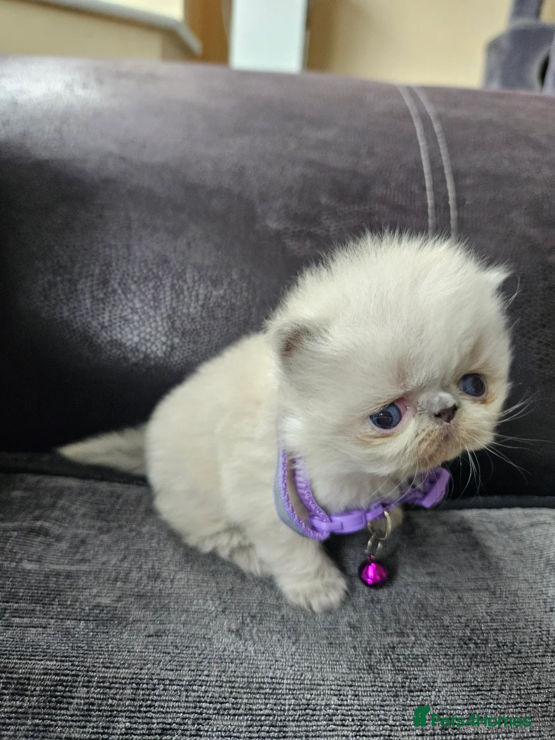 Persian cats for sale: 😻Stunning Pedigree Persian Kittens 😻 - Advert 8