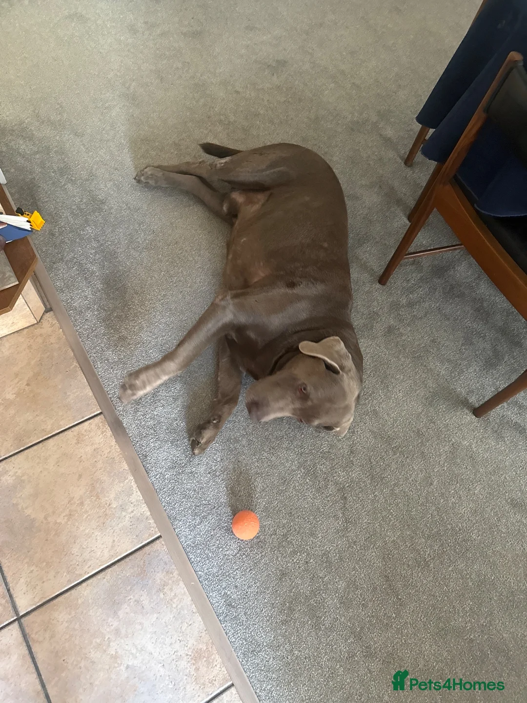 Labrador Retriever dogs for sale: Silver Labrador - fantastic dog  in Doncaster - Advert 5