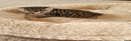 Mixed Breed cats for sale: Beautiful Domestic Shorthair Male Kitten - Advert 19