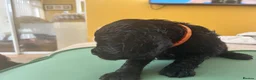 Cocker Spaniel dogs for sale: Cocker Spaniel Puppies in Wishaw - Advert 6