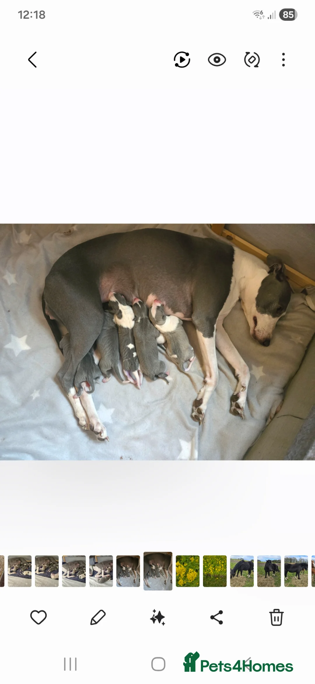 Whippet dogs for sale: Kc registered whippets.....3 girls & 3 boys  in Holywell - Advert 2