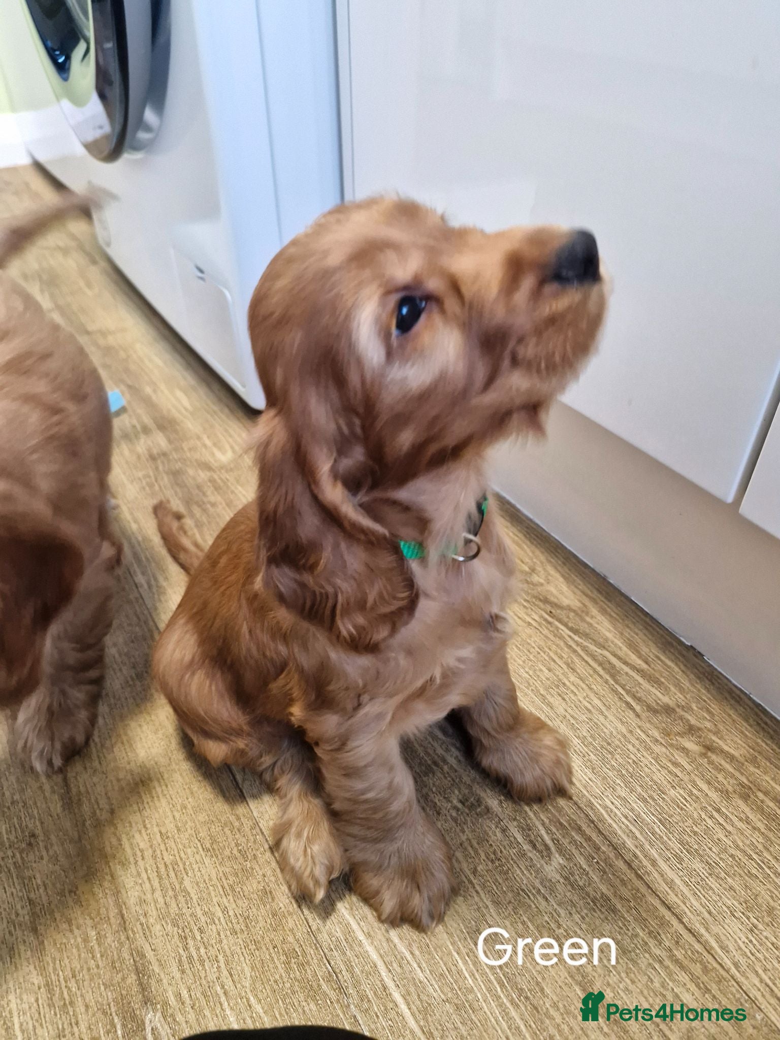 Cocker Spaniel dogs Show Type Cocker Spaniels Puppies - Advert 5
