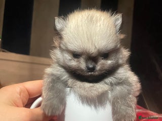 Pomeranian dogs Wolf CHAMPION KENNEL CLUB Reg Pomeranian puppy Pup - Advert 1