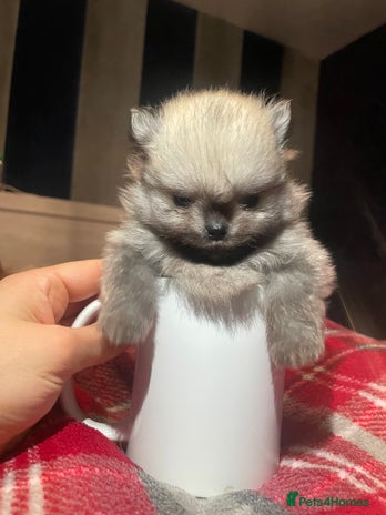 Pomeranian dogs Wolf CHAMPION KENNEL CLUB Reg Pomeranian puppy Pup - Advert 1