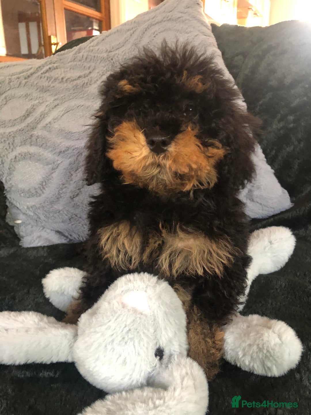 Mixed Breed dogs for sale: shihtzu x toy poodle puppies for sale - Image 16
