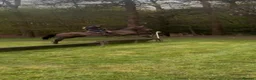 Irish Thoroughbred horses for sale: Super safe teenager dream horse  - Advert 13