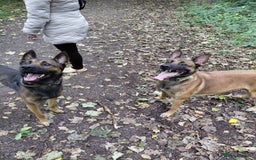 Belgian Shepherd Dog dogs for sale: 3 beautiful belgain mali  - Image 3