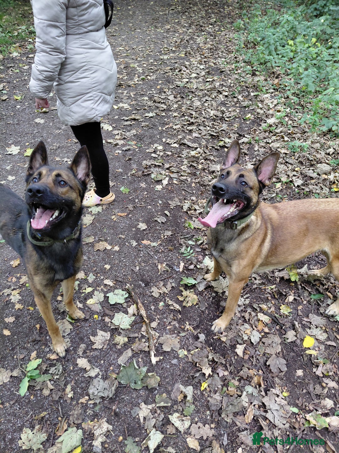 Belgian Shepherd Dog dogs for sale: 3 beautiful belgain mali  - Image 3