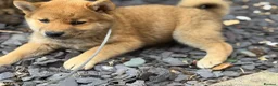 Japanese Shiba Inu dogs for sale: Mame Shiba , parents health tested champions  - Advert 9