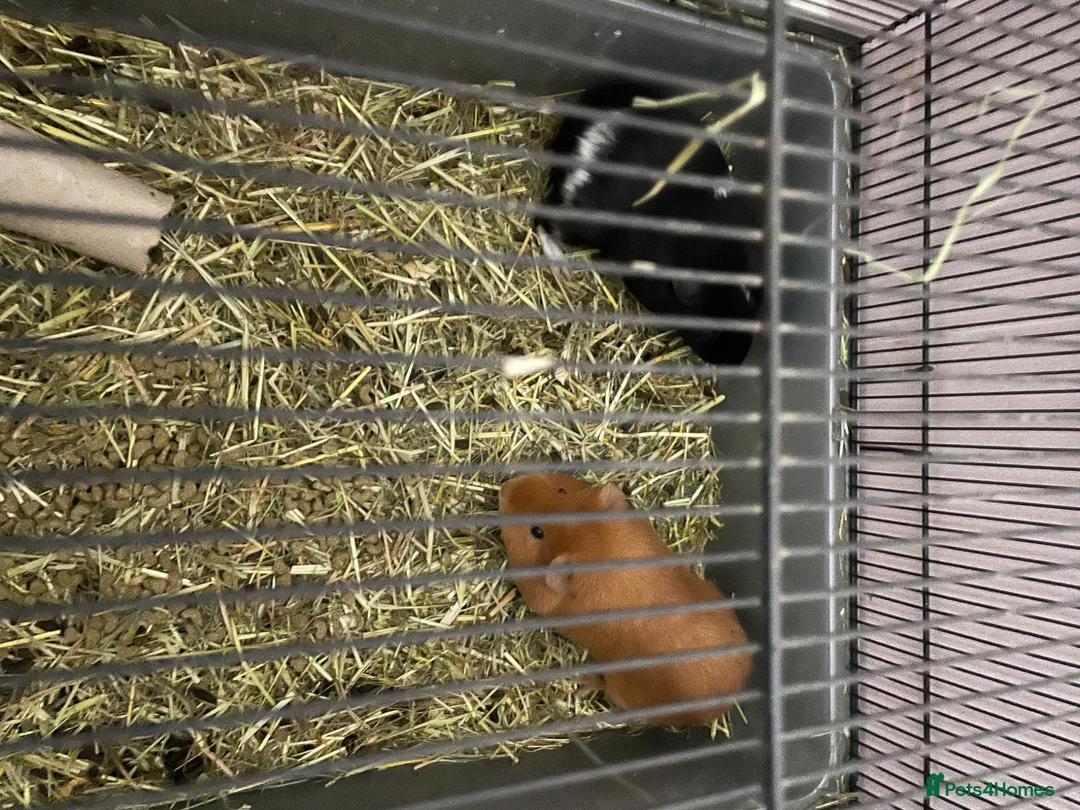 Guinea Pig rodents for sale: 2 female Guinea pigs  - Advert 2