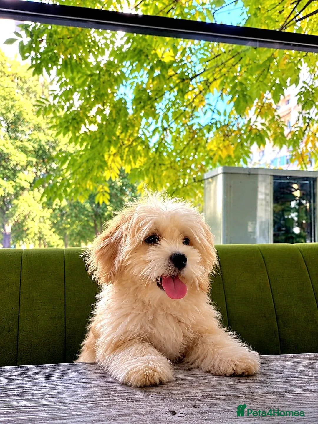 Poochon dogs for sale: Gorgeous Maltipoo Puppy - Advert 2