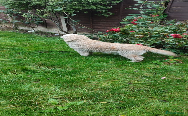 Goldendoodle dogs - Advert 1