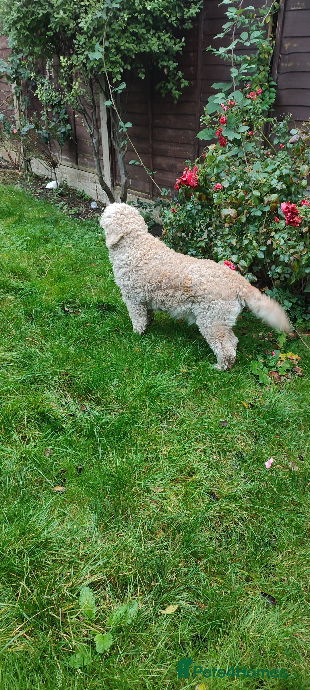 Goldendoodle dogs for sale: Golden doodle 5 year old female  - Image 1