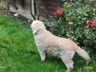 Goldendoodle dogs - Advert 1