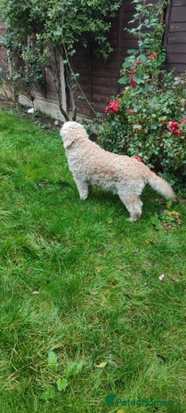 Goldendoodle dogs - Advert 1