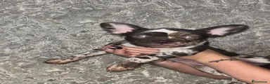 French Bulldog 1