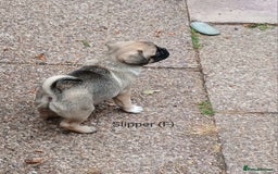 Pug dogs for sale: 4 beautiful Pug puppies for sale. - Image 17