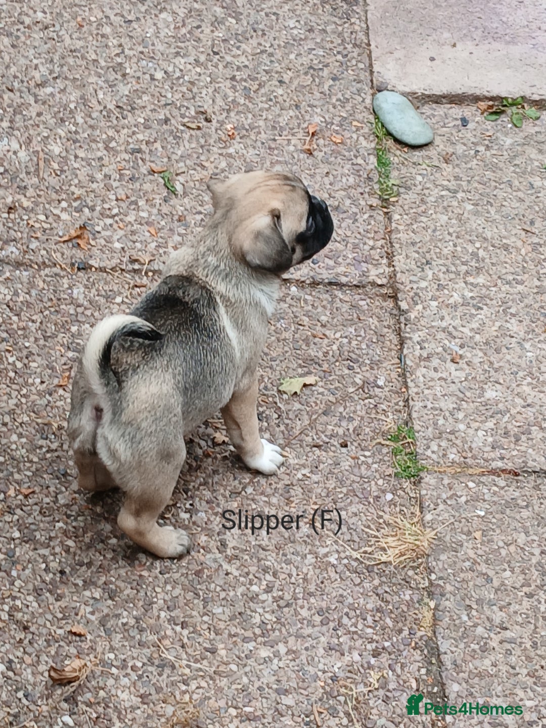Pug dogs for sale: 4 beautiful Pug puppies for sale. - Image 17