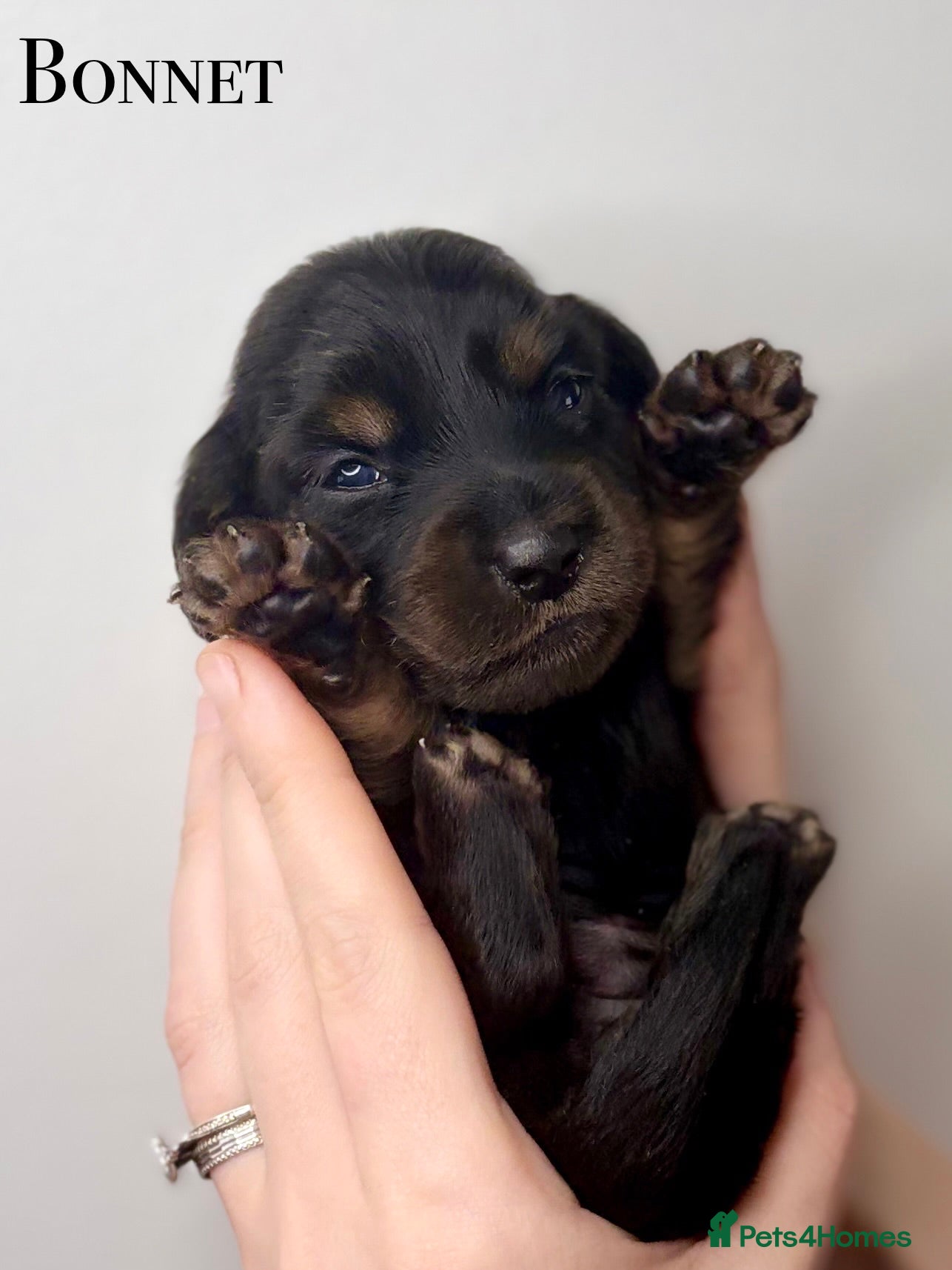 Miniature Dachshund dogs Pedigree Longhaired Miniature Dachshunds  - Advert 1