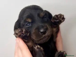 Miniature Dachshund dogs Pedigree Longhaired Miniature Dachshunds - Advert 1