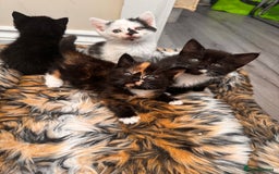 Domestic Shorthair cats for sale: 4 kittens(2 females,2 males) - Image 8