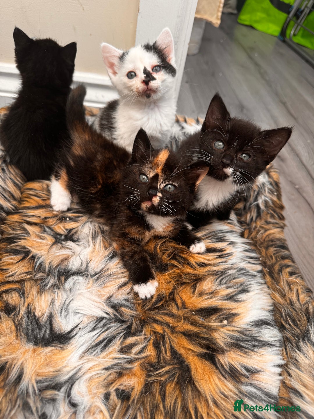 Domestic Shorthair cats for sale: 4 kittens(2 females,2 males) - Image 8