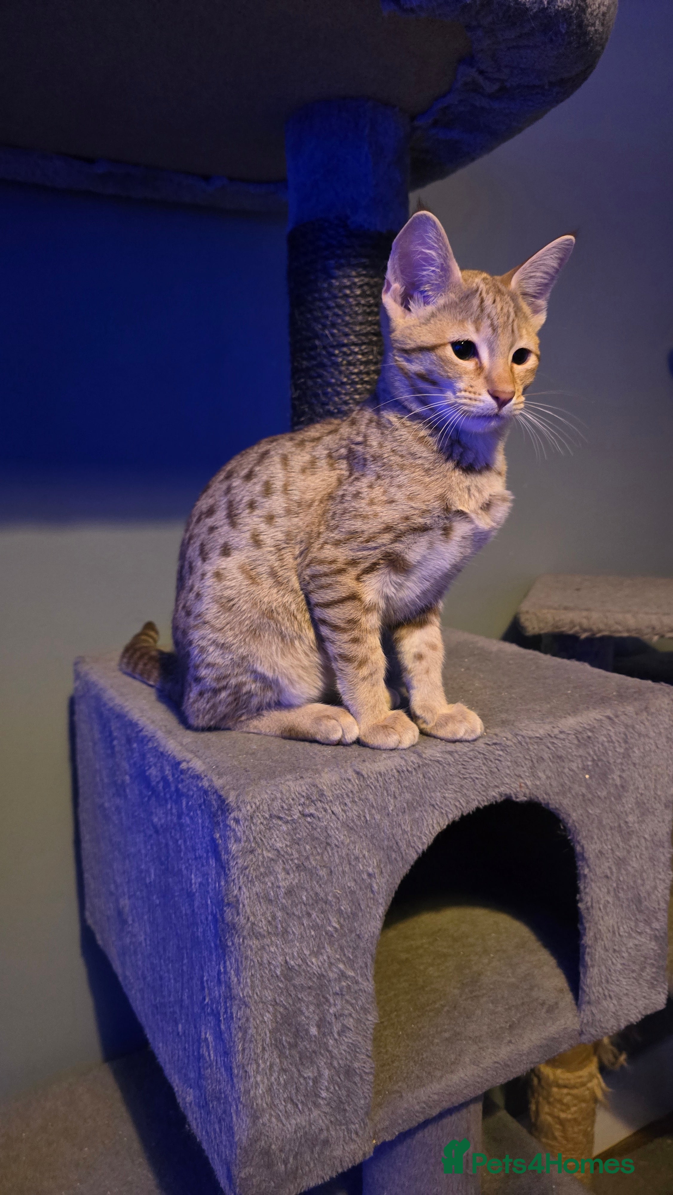 Savannah cats F3 Tica Registered Savannah Kitten - Cinnamon girl - Advert 2