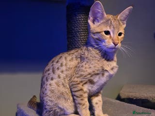Savannah cats F3 Tica Registered Savannah Kitten - Cinnamon girl - Advert 4