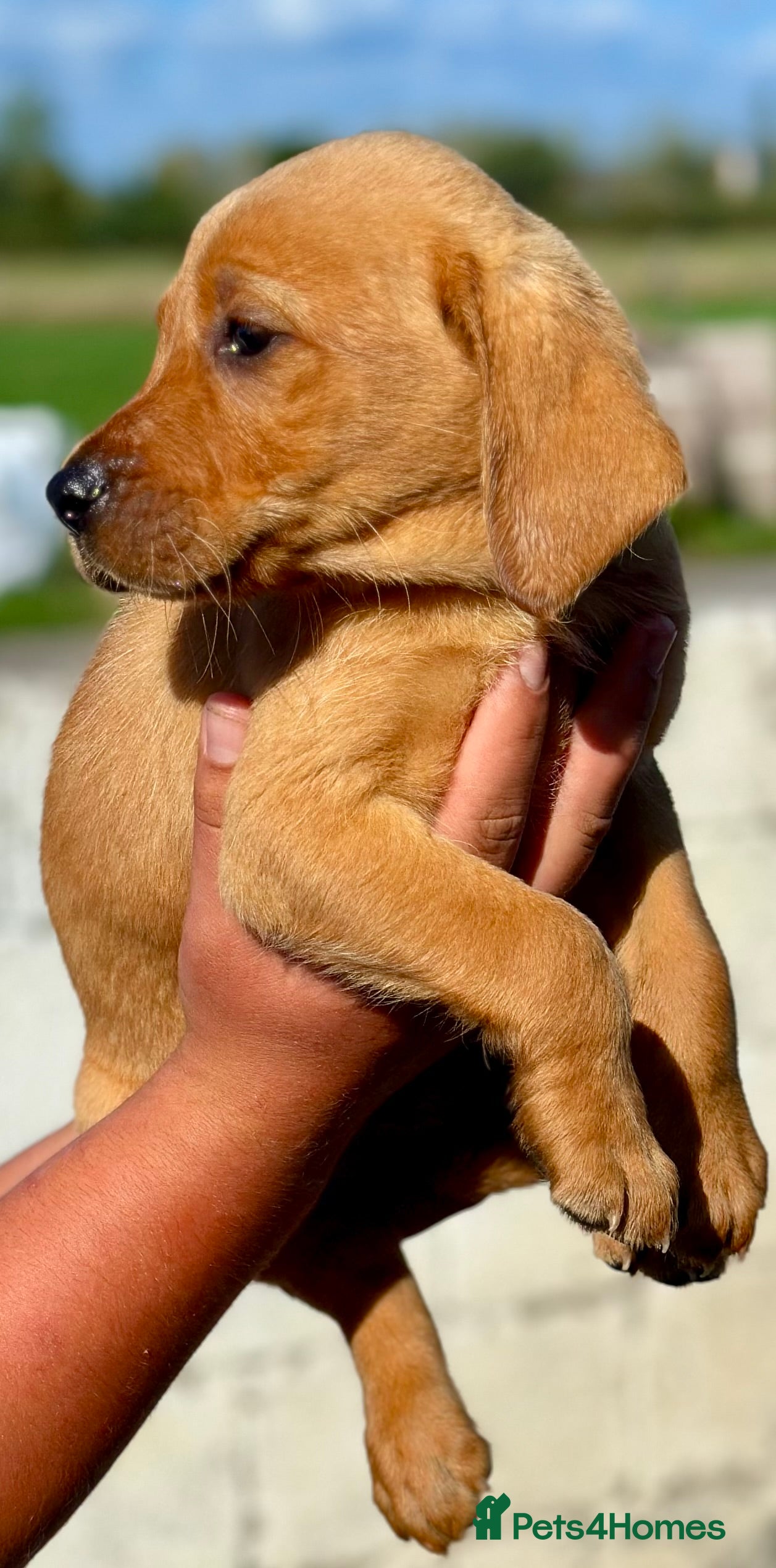 Labrador Retriever dogs RKC REG’D FOX RED, GOLDEN YELLOW CHUNKY LAB PUPS - Advert 2