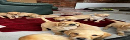Labrador Retriever dogs for sale: Quality Labrador puppies  - Advert 14