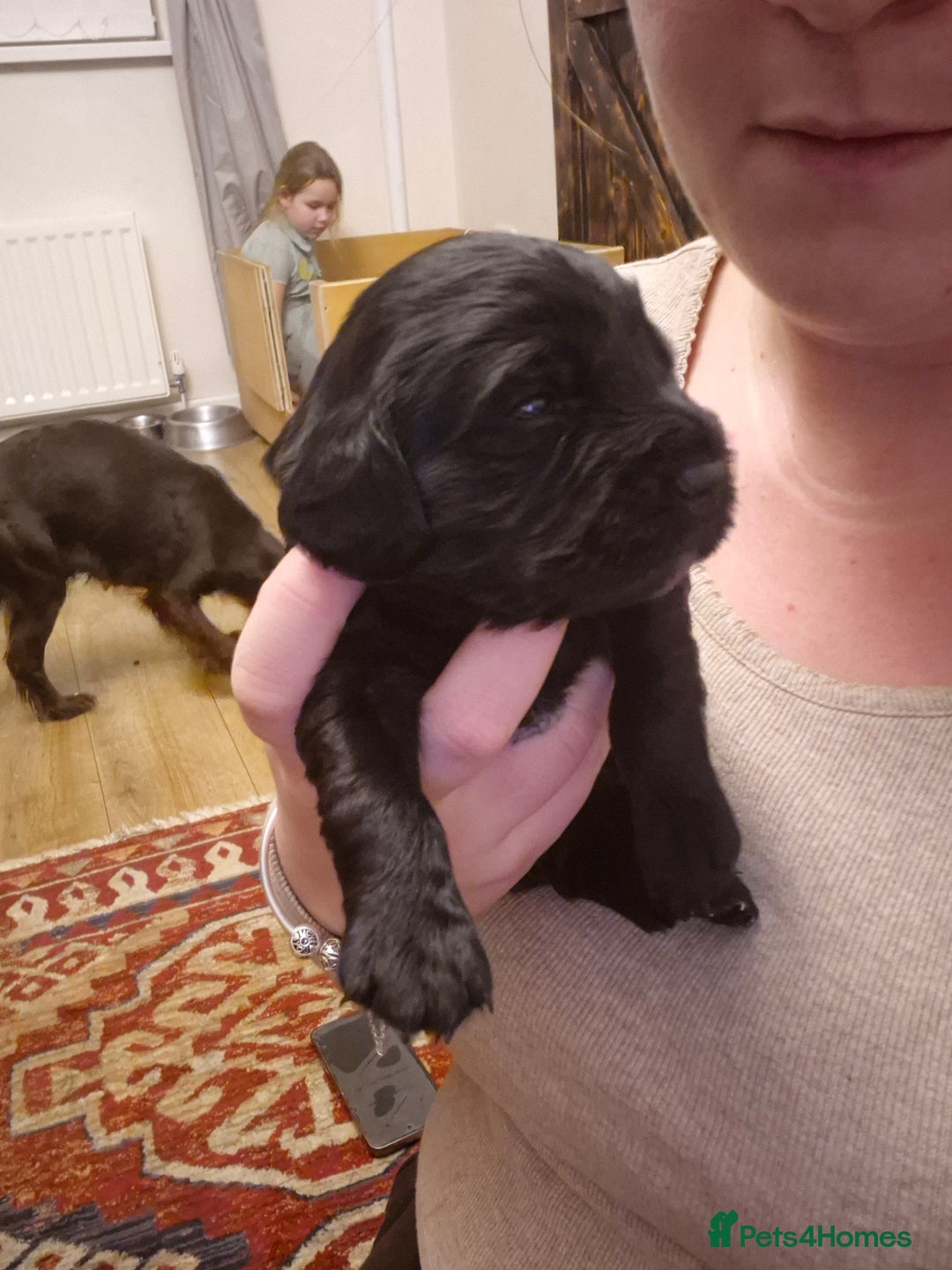 Cocker Spaniel dogs for sale: Cocker spaniel puppies - Advert 3