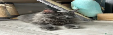 Maine Coon 2