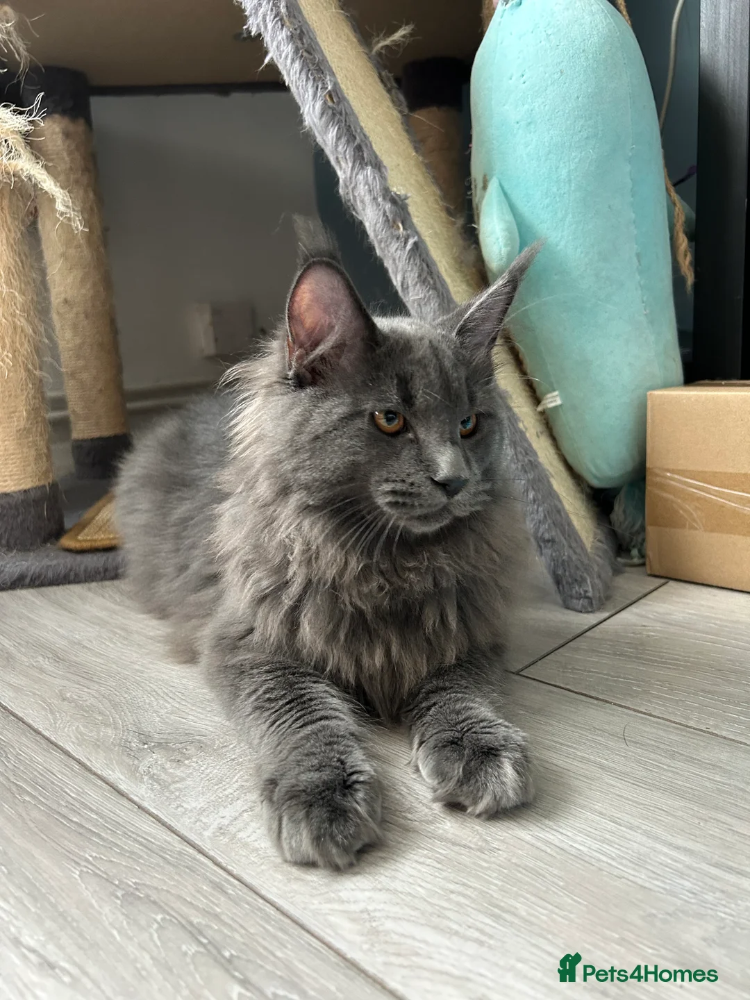 Maine Coon cats for sale: Maine Coon Kittens – 4 Available !!! - Advert 2