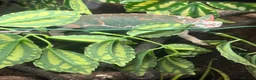 Chameleon reptiles for sale: 2 Yemen Chameleons  - Advert 5