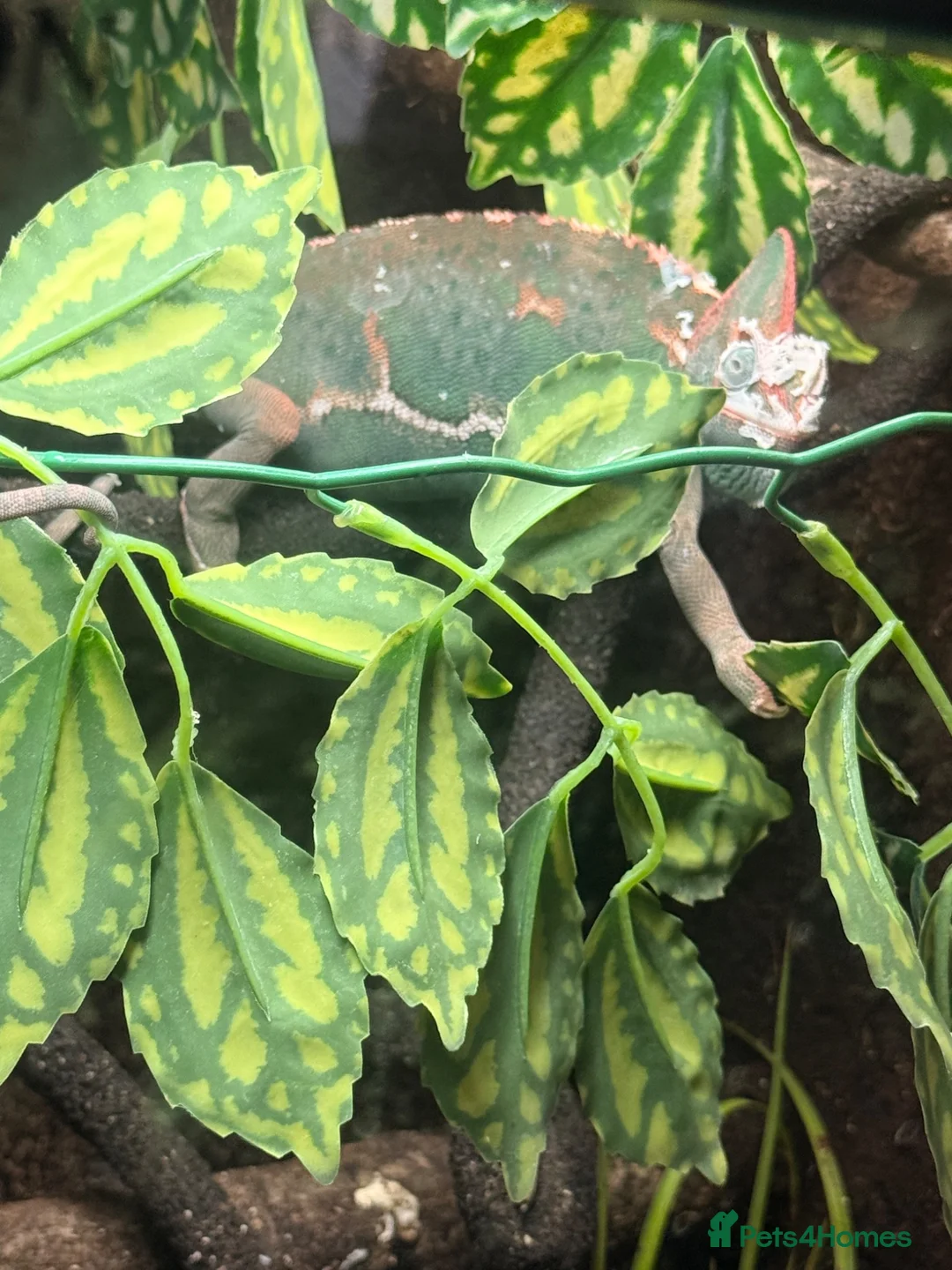 Chameleon reptiles for sale: 2 Yemen Chameleons  - Advert 5