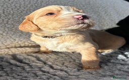 Mixed Breed dogs for sale: Bernedoodle - Image 3