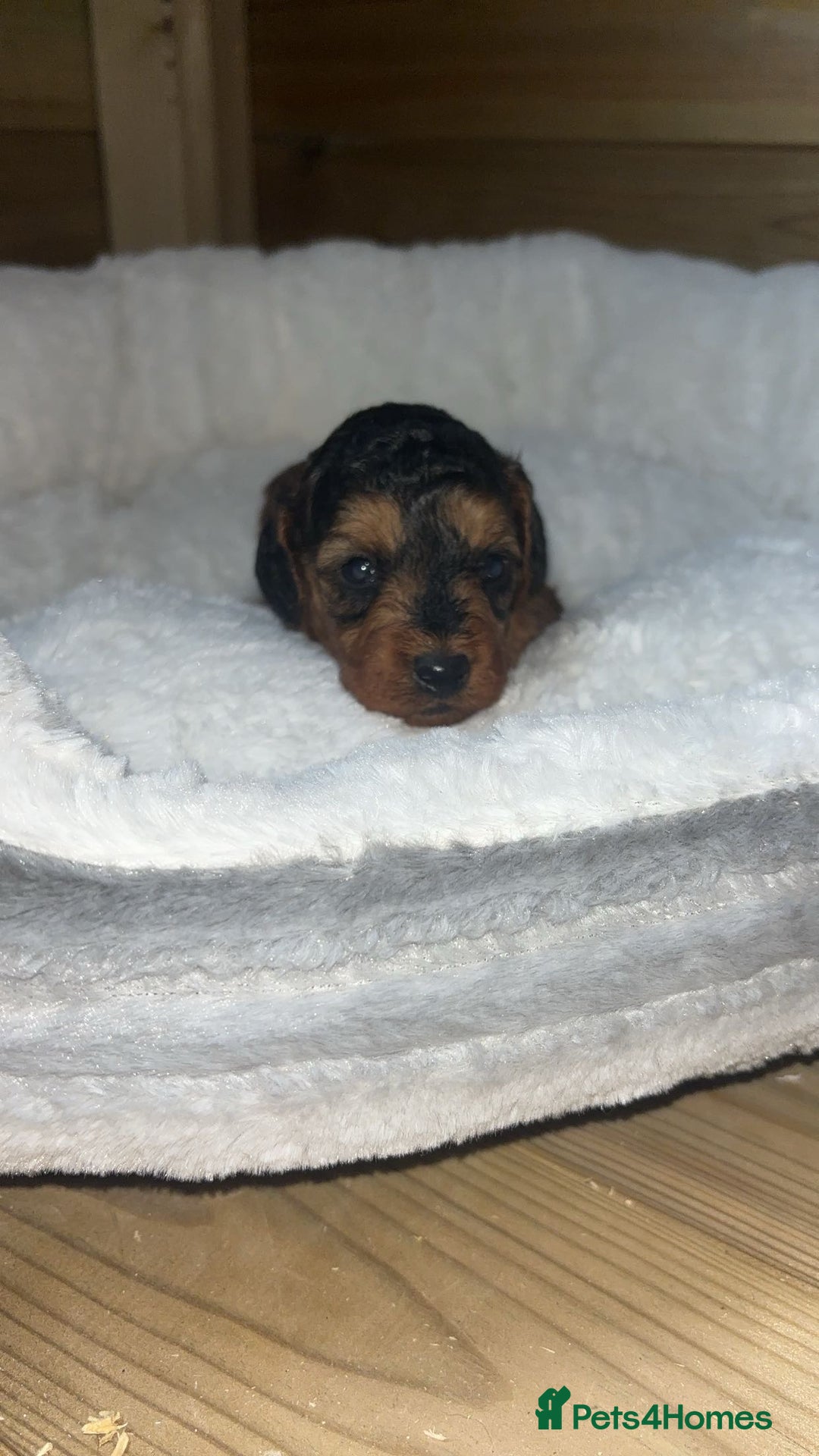 Cockapoo dogs for sale: Toy miniature cockapoo puppy’s  - Image 16