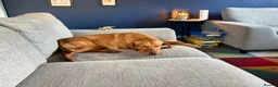 Labrador Retriever dogs for sale: Loving Home Needed for 4-Year-Old Fox Red Labrador in Dornoch - Advert 4
