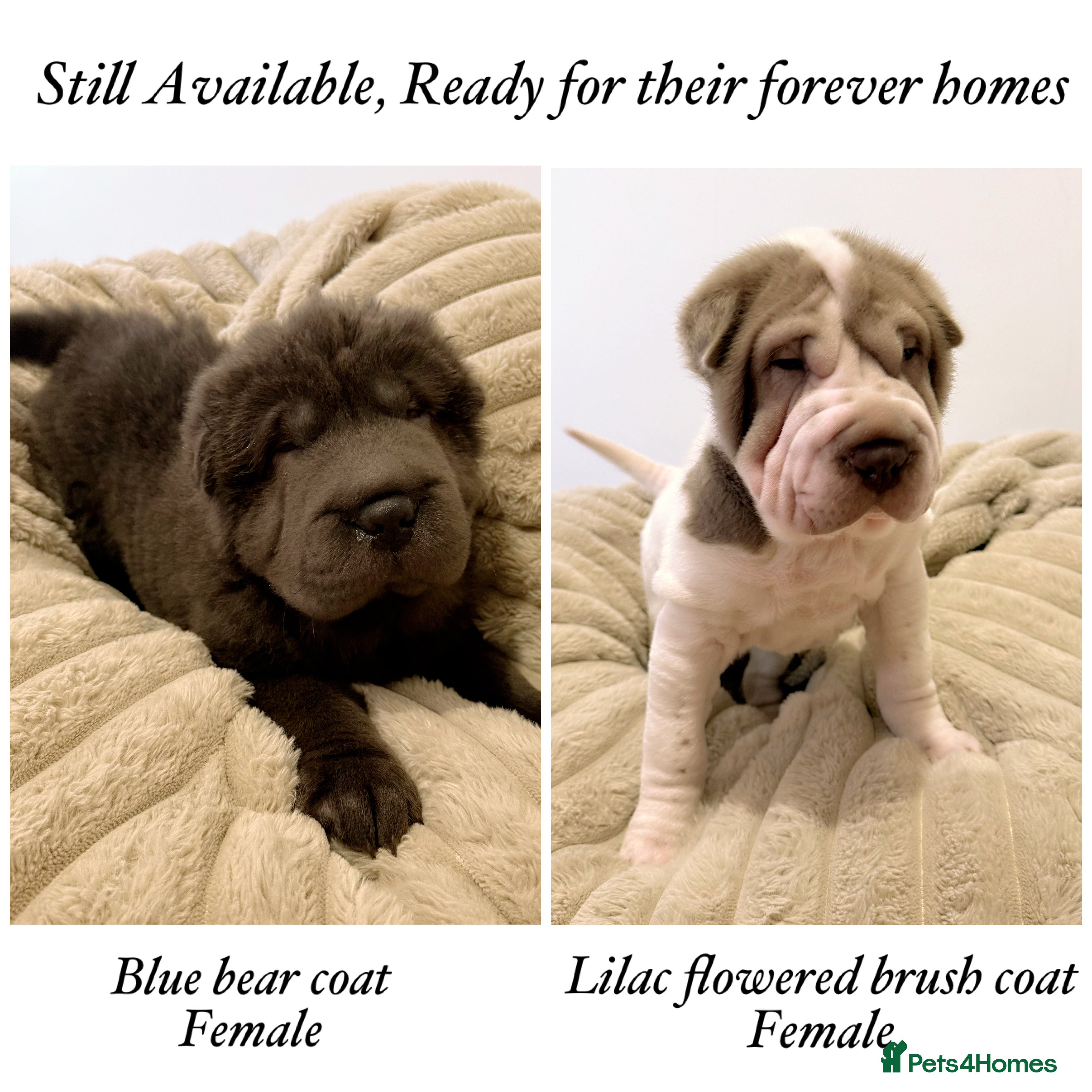 Shar Pei dogs ✨Gorgeous KC registered Sharpei Puppies for sale ✨ - Advert 8