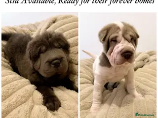 Shar Pei dogs ✨Gorgeous KC registered Sharpei Puppies for sale ✨ - Advert 8