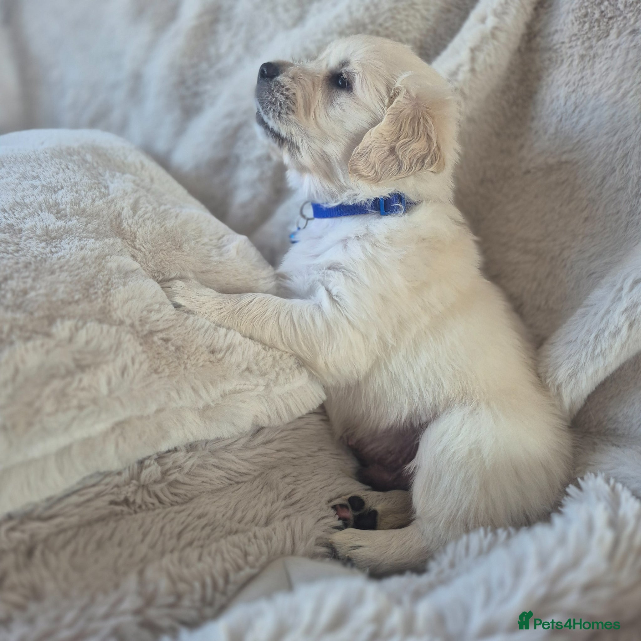 Golden Retriever dogs Beautiful Golden Retriever Puppies - Advert 10