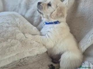 Golden Retriever dogs Beautiful Golden Retriever Puppies - Advert 10