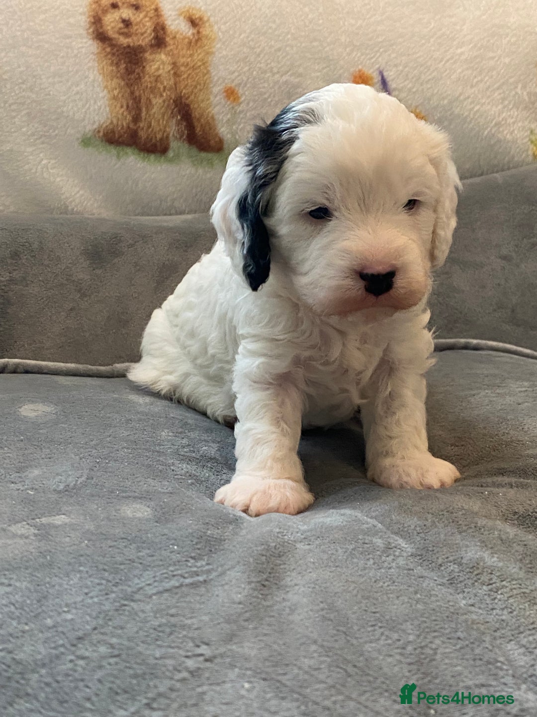 Cavapoo dogs for sale: Super cute, health tested, friendly Cavapoo pups  - Image 7