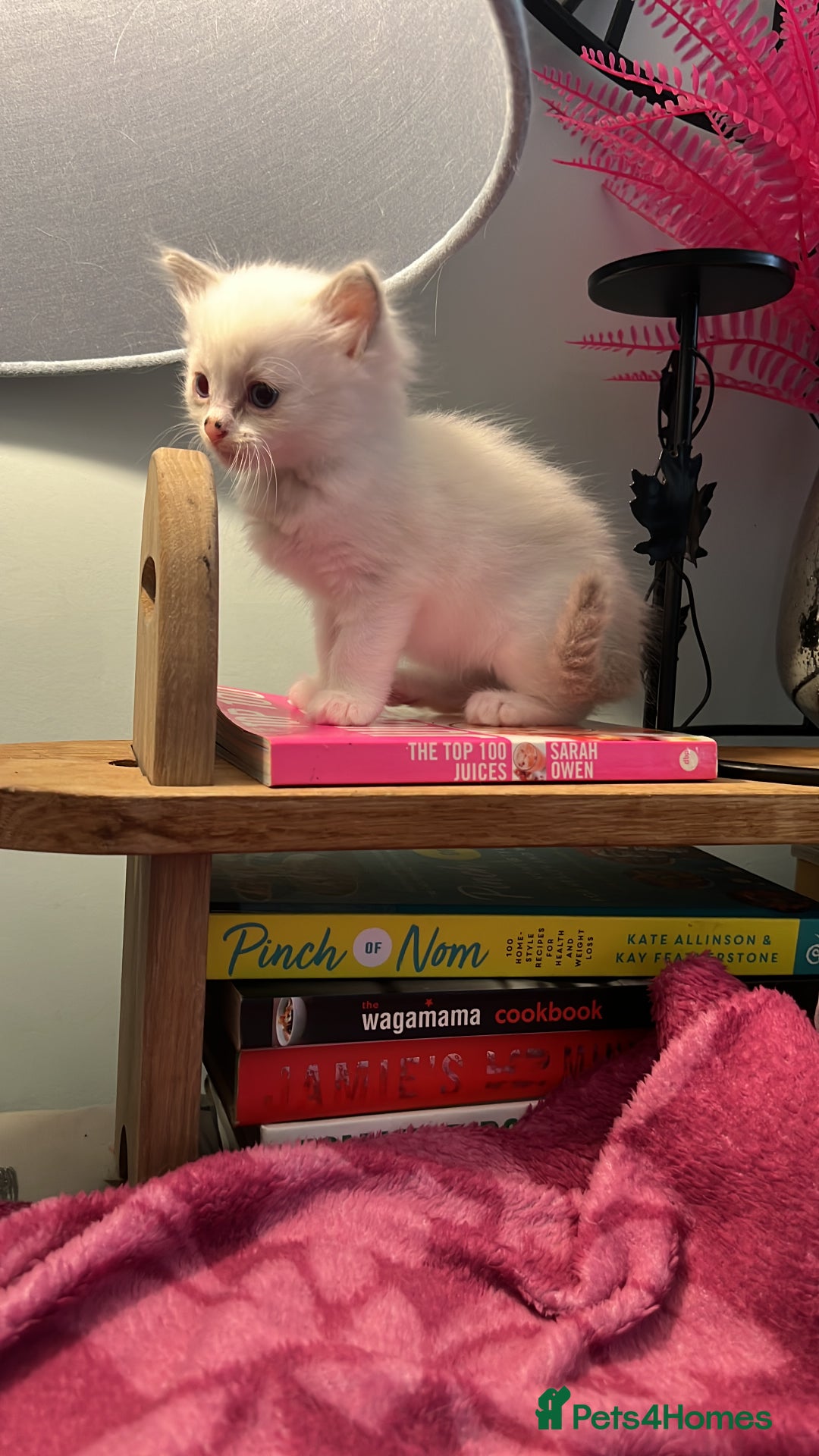 Ragdoll cats for sale: Blue mitted and bicolour ragdolls - Image 11