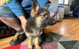 German Shepherd dogs for sale: German shepherd puppies 2 girls 1 male - Image 2