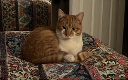 British Shorthair cats for sale: Ginger Boy Needs A New Home - Image 5