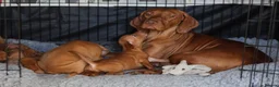 Hungarian Vizsla dogs for sale: Hungarian Vizsla Puppies – Rich Geltwood Heritage - Advert 18