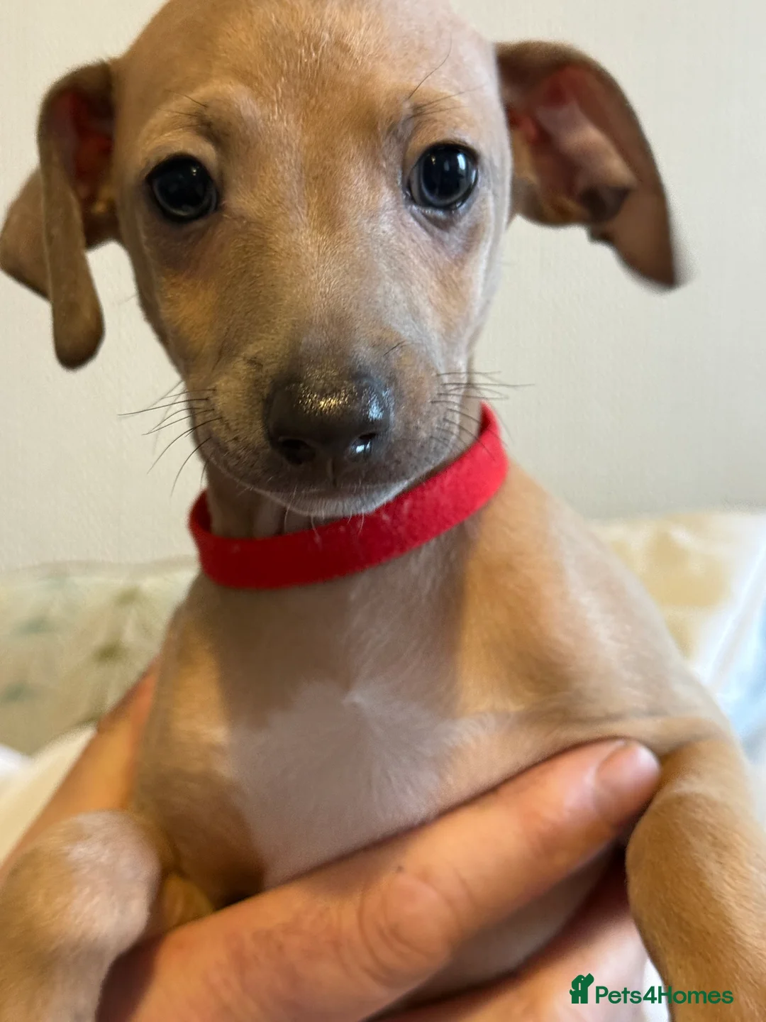 Italian Greyhound dogs for sale: KC Italian greyhound 4 boys available  - Advert 8